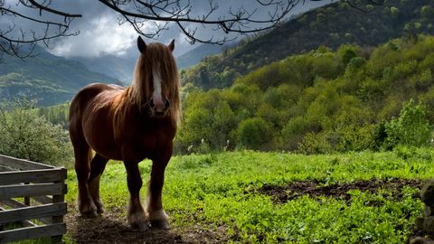 Caballo en Lena