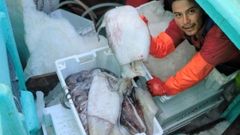 Calamares gigantes del Pac�fico Sur en un pesquero.