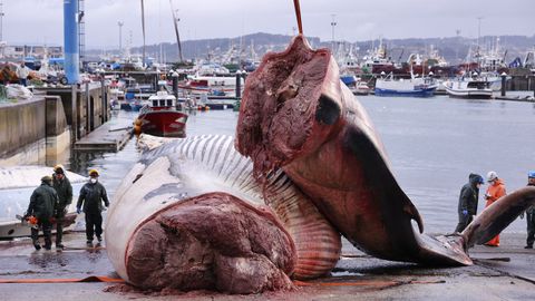 Despiezan la ballena varada en Oza desde el s&aacute;bado para proceder a su retirada