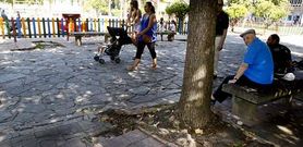 El Concello se debate entre incorporar las ra�ces de los �rboles m�s pr�ximos al paseo a los nuevos parterres o eliminarlos. 