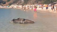 Tres jabal�es, en la playa de los Gal�pagos, en el parque de Arr�bida, en Portugal, en una imagen del 2017