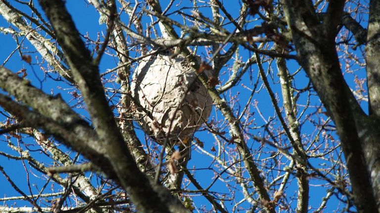 Un nido de velutinas en un parque p&uacute;blico de la parroquia de Ousende, en O Savi&ntilde;ao.