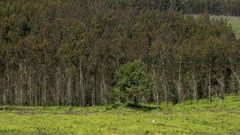 Plantaci�n de eucalipto en el municipio de Castroverde