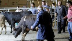 Vacas y terneros cebados mejoraron precio sensiblemente ayer y la recr�a repiti� el mismo. 