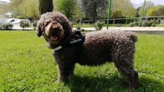 La Guardia Civil colg esta imagen de Marley en las redes sociales del instituto armado