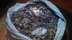 Imagen de archivo de percebes incautados en una operaci�n contra el furtivismo en la costa gallega