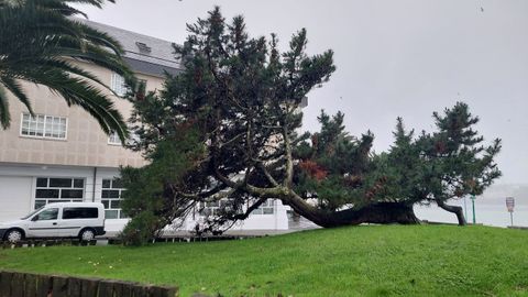 rbol cado por el viento en Santa Cristina, Oleiros