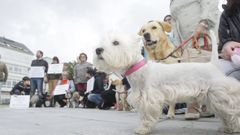 Imagen de archivo de una concentración pidiendo parques para perros en Viveiro, donde están censados 3.267 animales de compañía; la mayoría, canes