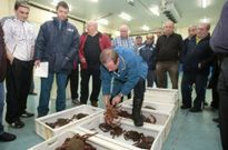 En lo que va de campa�a, en la lonja de Burela se han subastado 14 toneladas de centolla fresca. 