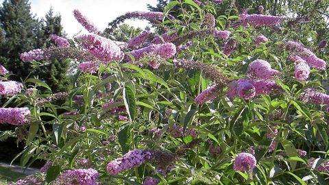 La �Buddleja davidii� est� catalogada como especie ex�tica invasora