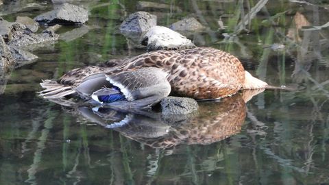 Pato azuln muerto en la ra de Avils