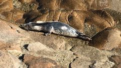 Presentando la foca �Camelle�