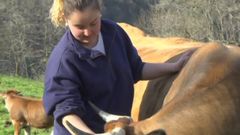 Ganaderas asturianas