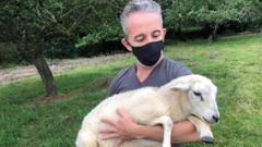Una veintena de ovejas muertas en una finca de Llanes