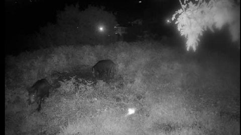 Con cmaras trmicas, la empresa contratada por Culleredo para el control de jabales intentan conocer los hbitos de los jabales, para que sea ms fcil su captura. En la imagen, dos ejemplares.