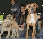 Las protectoras tienen a decenas de canes en acogida.