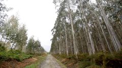 Una finca con eucaliptos en Castro de Rei