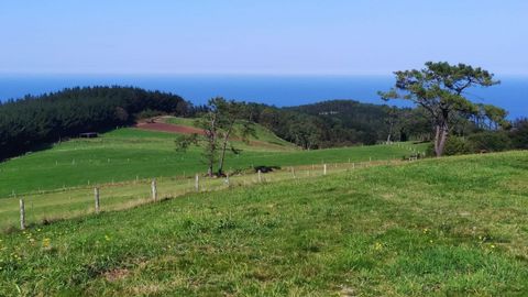 Vista de la parcela de Somao donde va a desarrollarse el proyecto de pomarada ecol�gica