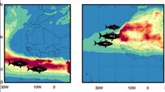 A la izquierda, caladeros donde se pesca el listado en invierno, y a la derecha en verano, donde cae el polvo subsahariano