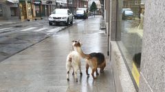 Marina y Chico, el perro y la cabra que se pasearon por Ribeira, durante la ma�ana de este s�bado