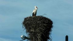 Una de las numerosas cig�e�as que habitan en la carretera que comunica Nadela y Sarria