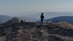 La provincia de Ourense es la que ms afectada se ha visto hasta ahora por el efecto de los incendios en la ganadera 
