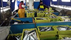 Imagen de archivo de tripulantes de un barco gallego en la costera de la xarda del 2020.