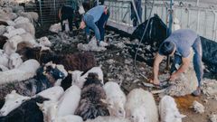 Las im�genes de la esquila de ovejas en Ardexarxe