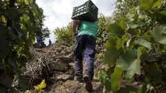 Vendimia en un vi�edo de Doade, una de las zonas en las que m�s uva se recogi�