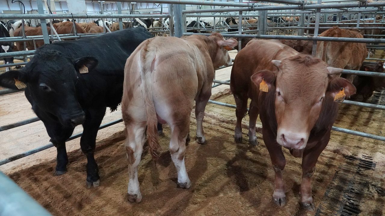 El volumen de negocio de la Central Agropecuaria alcanzó este año 59,1 millones de euros