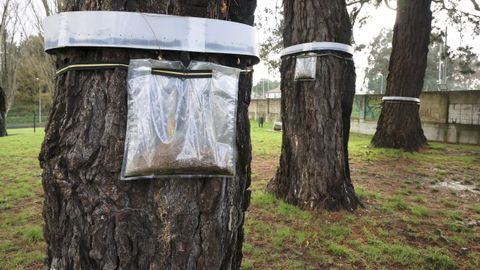 Los �rboles afectados