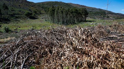 As est el monte de Barbanza un ao despus del gran incendio