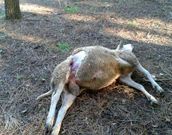 El ataque del lobo se produjo a plena luz del d�a y cerca de casas. 