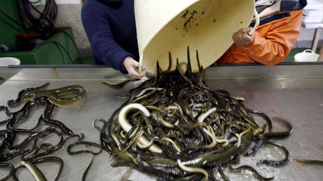 Foto de archivo de anguilas en la lonja de Arcade, donde se venden m&aacute;s de la mitad de las que se capturan en Galicia.