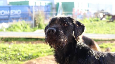 Trist�n, el perro perdido en Oviedo