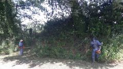 Las tareas de desbroce se llevan a cabo de forma manual y con el apoyo de varios tractores