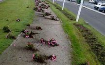 Las plantas quedaron esparcidas por la zona tras arrancarlas.