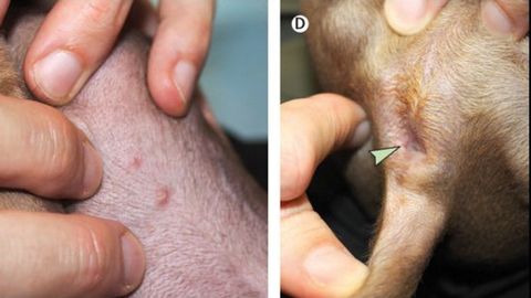 Imgenes de las lesiones sufridas por el perro a causa de la viruela del mono