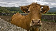 Vaca de raza rubia galega, en imagen de archivo