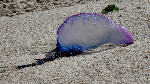 El Concello de Sanxenxo advierte que no se toquen las carabelas portuguesas si alguien se las encuentra en la playa