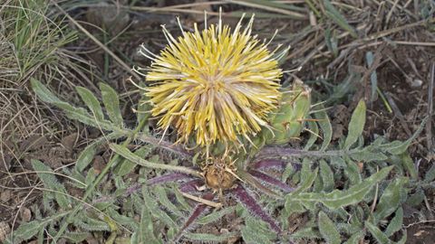 �Centaurea ultreiae� Silva-Pando. Crece en zonas de matorral y suelos poco desarrollados sobre gabros (rocas �gneas) en Coristanco, Carballo y Santa Comba. Amenazada por cultivos agr�colas intensivos y construcciones, su estado de conservaci�n es vulnerable por la superficie que abarca