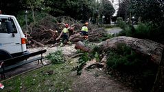 Los operarios, retirando el �rbol de Pondal en M�ndez N��ez