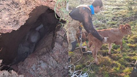 Rescate de un ternero que cay� en un agujero