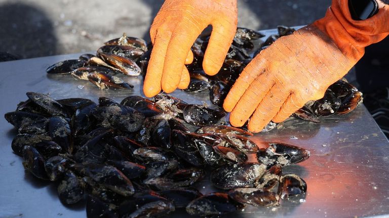 Mejillones destinados al mercado del consumo en fresco, reci�n descargados en un puerto gallego.