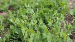 El congreso pondr� de relieve la importancia de las leguminosas