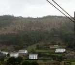 Imagen de archivo de la repoblaci�n de los montes. 