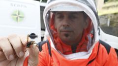 En imagen de archivo, Jos� Mar�a V�zquez, de Serpa, mostrando los huevos de una avispa velutina reina