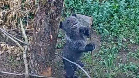 As� se divierte el osezno hu�rfano rescatado en abril: contin�a recuper�ndose en Proaza