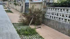 As� han aparecido varias plantas en la zona de Razo