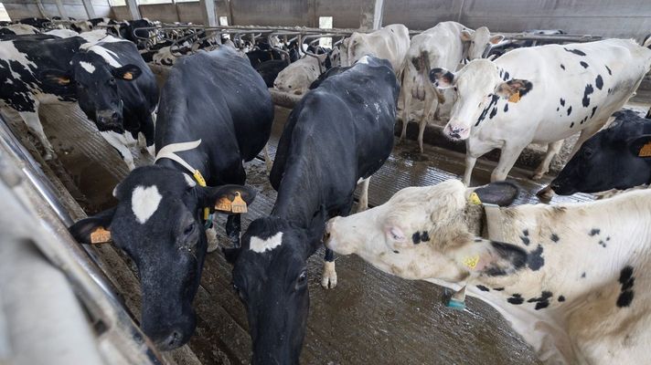 M&aacute;s de seis mil agricultores y ganaderos gallegos se beneficiar&aacute;n del pago de estas ayudas